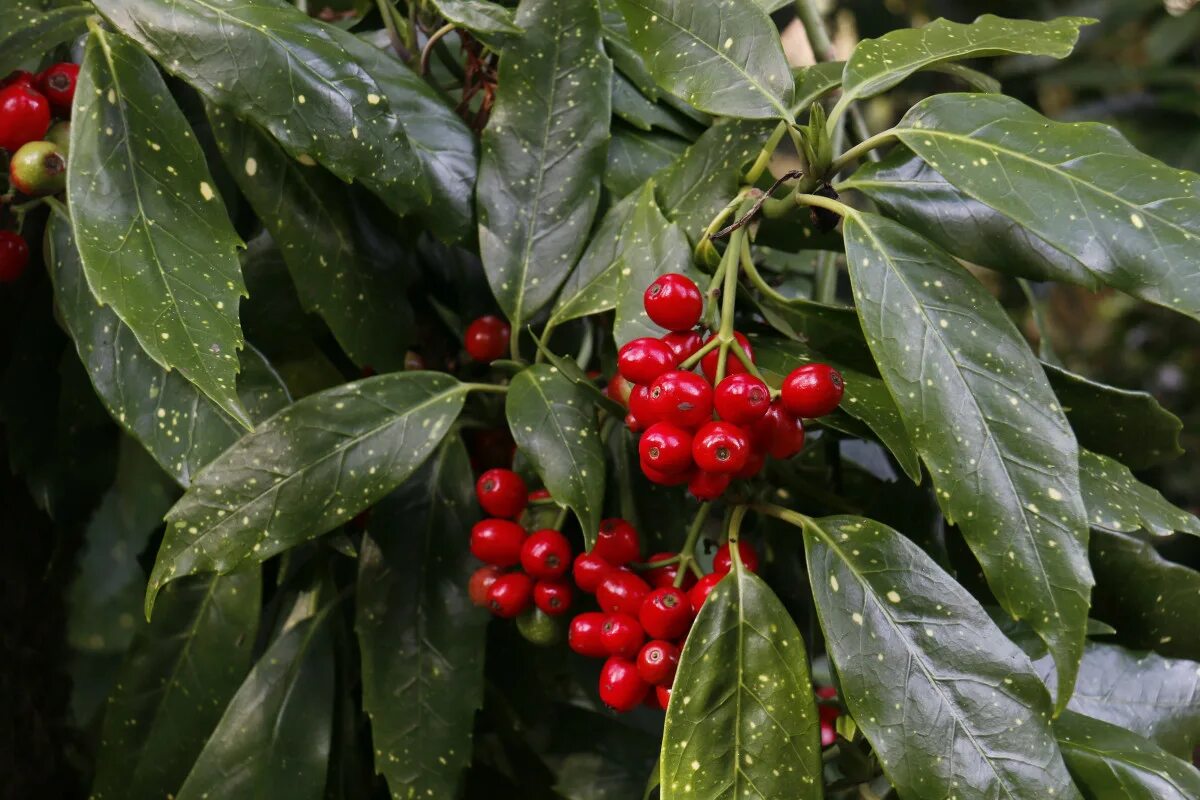 Растения с красными ягодами фото Free Images : tree, nature, forest, fruit, berry, flower, food, red, produce, ev