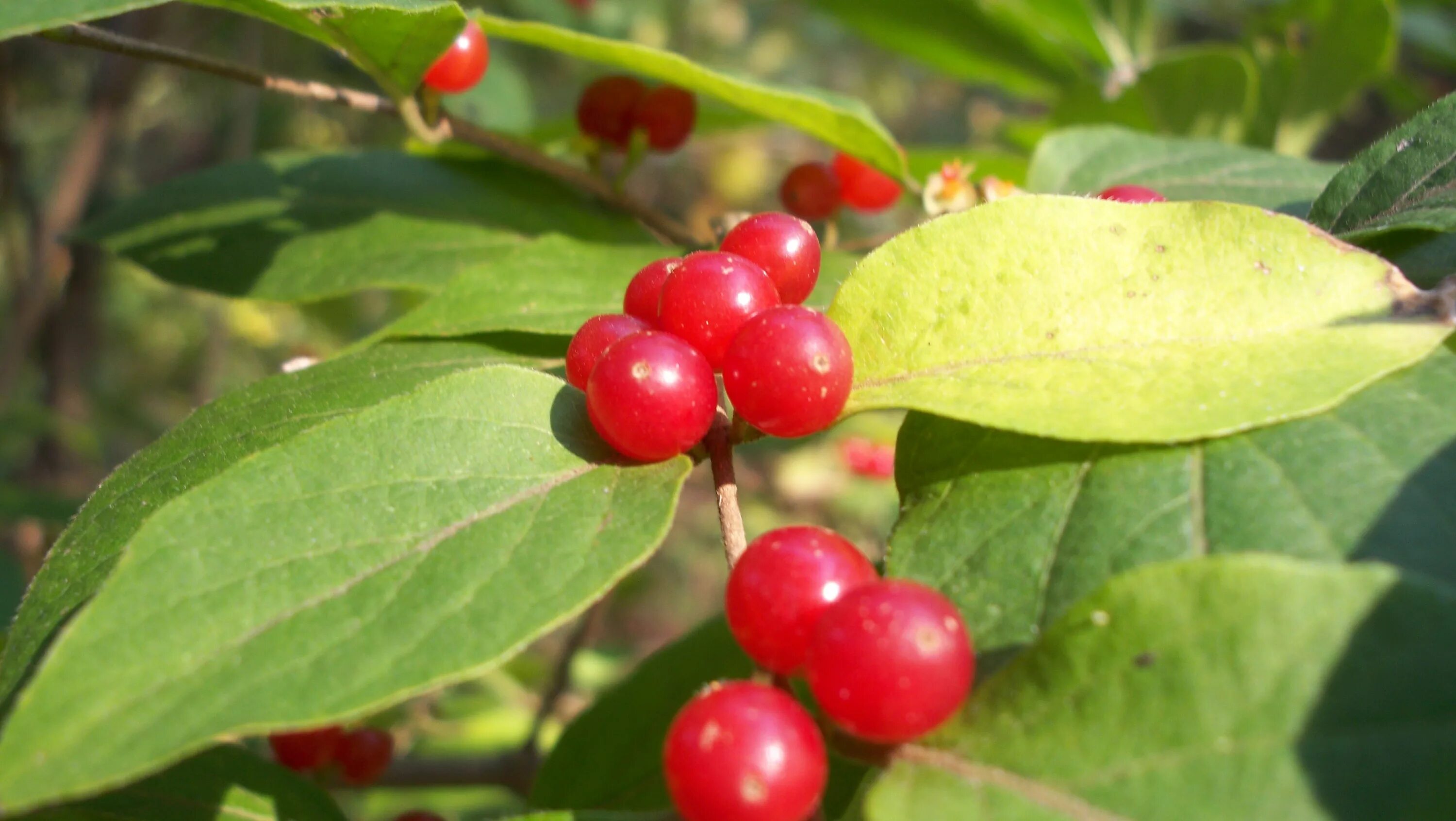 Растения с красными ягодами фото Red berries food free image download