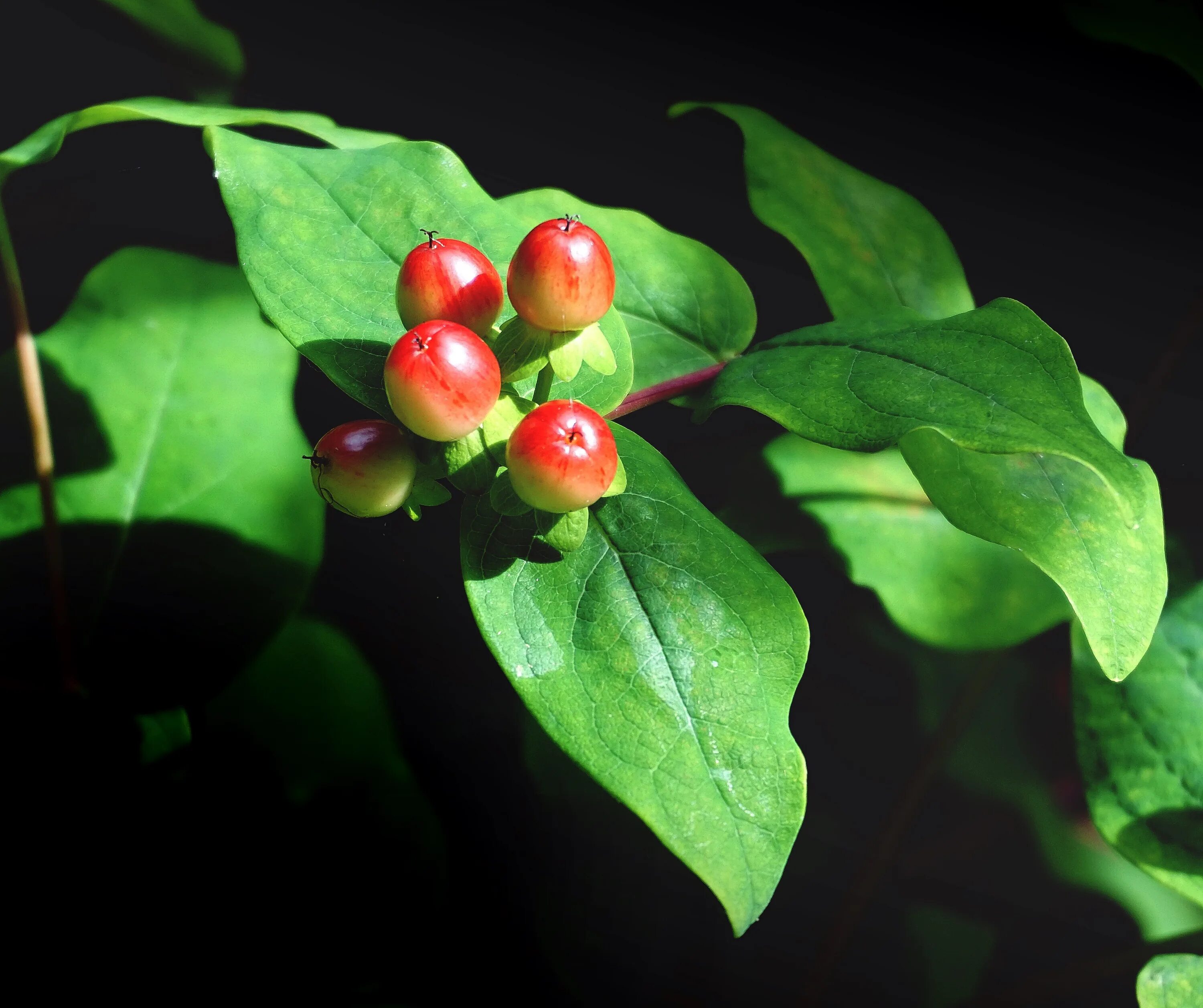 Растения с красными ягодами фото Free Images : berries, plants, leaves, garden, nature, flora, plant, leaf, flowe