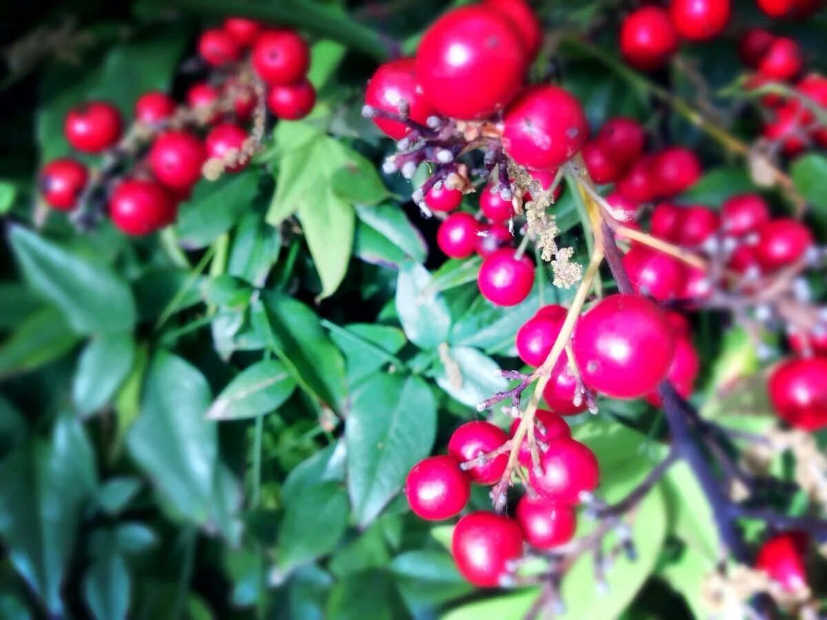 Растения с красными ягодами фото и названия Free Images : tree, branch, blossom, fruit, berry, flower, food, red, produce, e