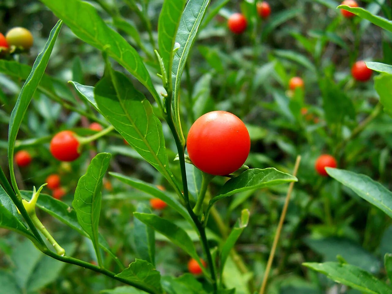 Растения с красными ягодами фото и названия Файл:Solanum pseudocapsicum.jpg - Вікіпедыя