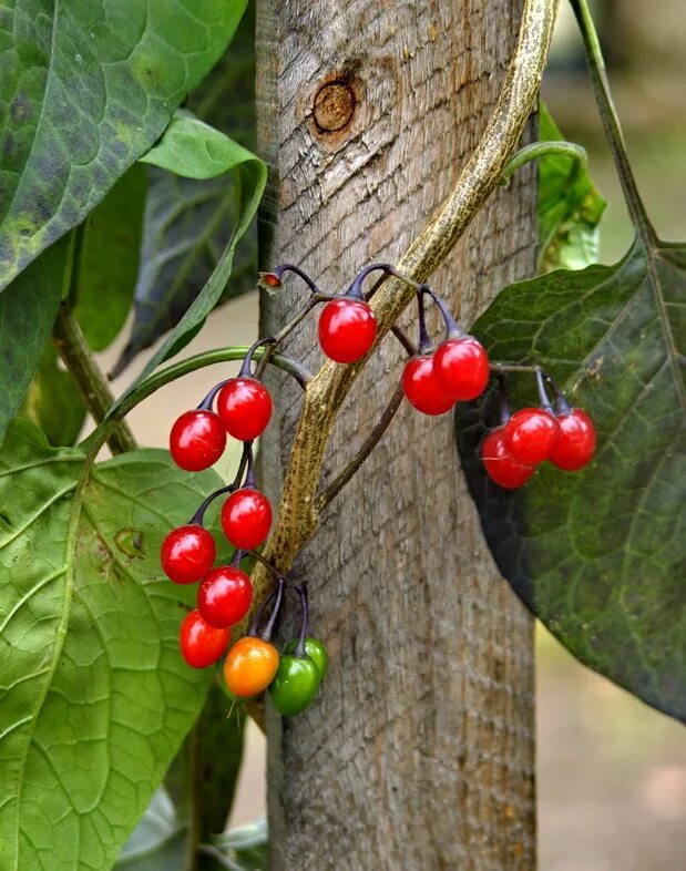 Растения с красными ягодами фото и названия Solanum kitagawae - Image of an specimen - Plantarium