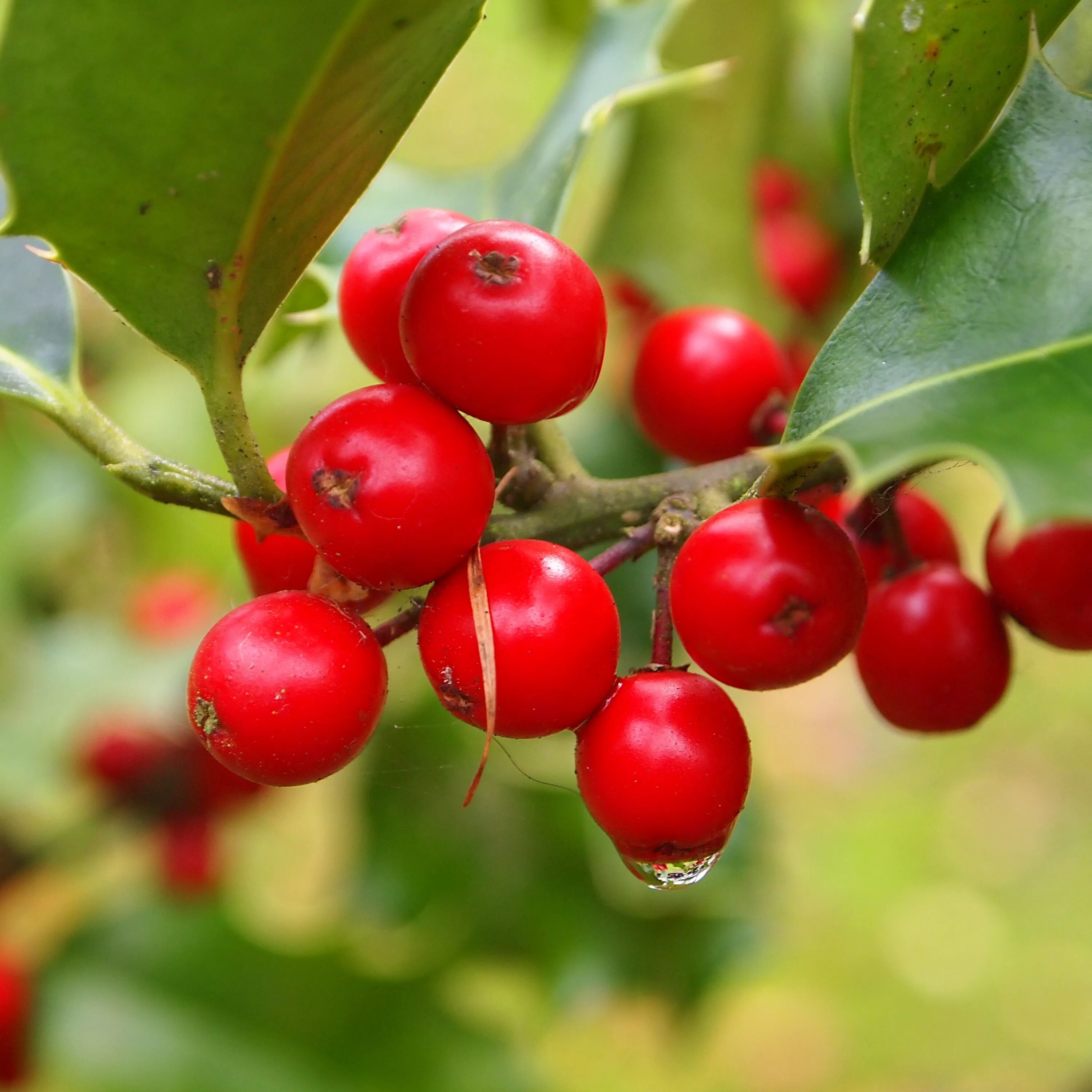 Растения с красными ягодами фото и названия Free Images : branch, drop, dew, fruit, berry, rain, flower, food, red, produce,