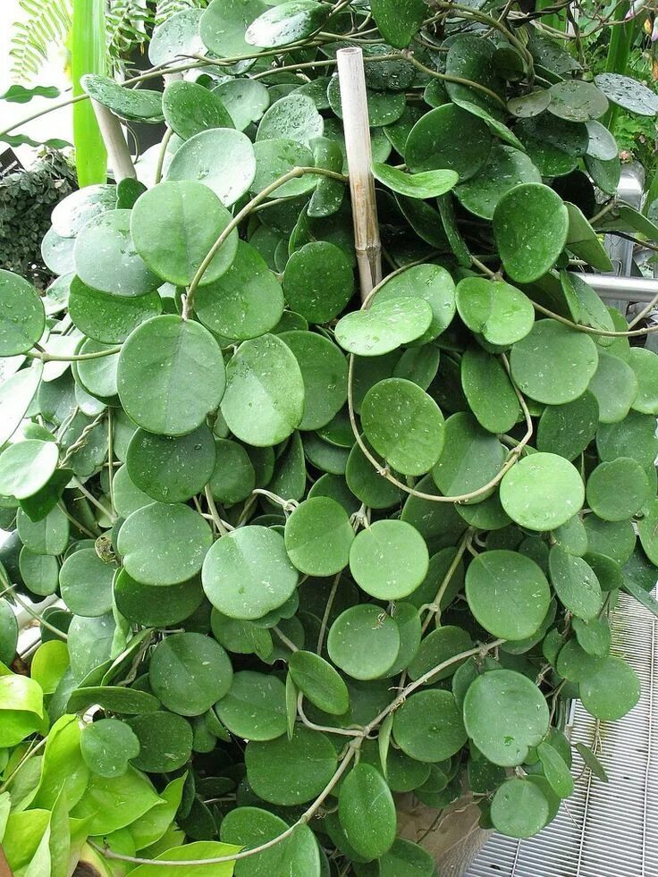 Растения с круглыми листьями фото Oya obovata, it-plante pour 2017 Hoya plants, Hanging plants, House plants