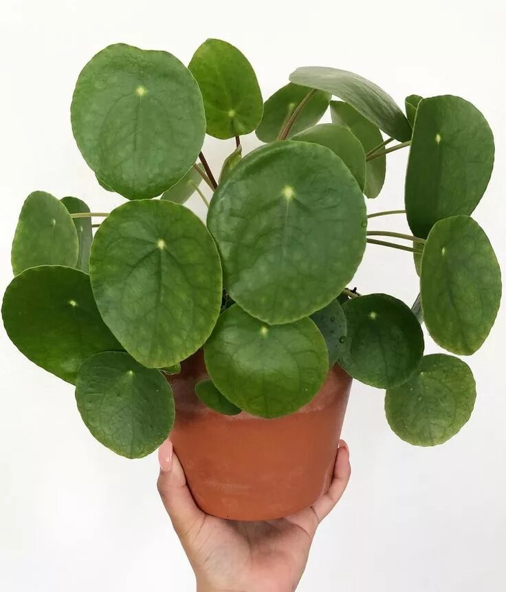 Растения с круглыми листьями фото So lush and happy! #pilea Plant leaves, Indoor plants, Indoor garden