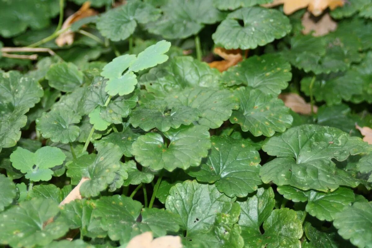 Растения с круглыми листьями фото Free Images : nature, leaf, flower, green, herb, produce, leaves, ground cover, 