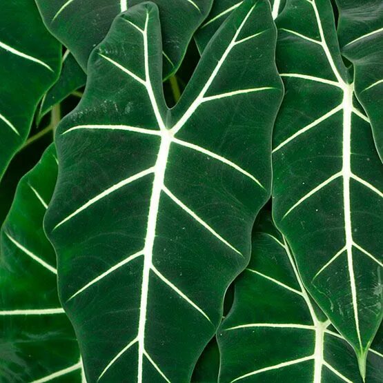 Растения с крупными листьями фото Alocasia micholitziana 'Frydek' Elephant ear plant, Alocasia plant, Elephant ear