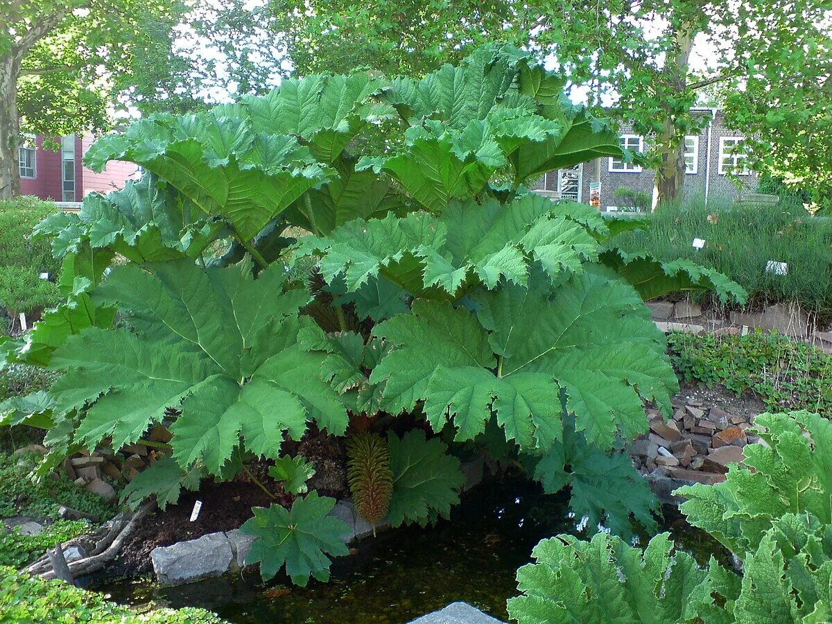 Растения с крупными листьями фото File:Gunnera manicata (Mammut-Blatt)-1.JPG - Wikipedia