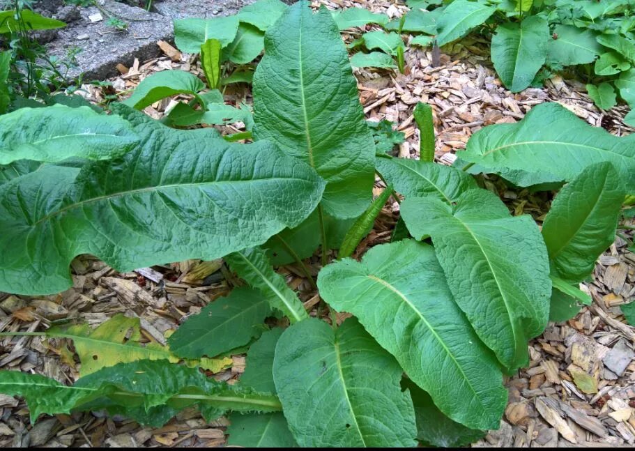 Растения с крупными листьями фото identification - What's the name of this plant/weed? See picture below - Gardeni