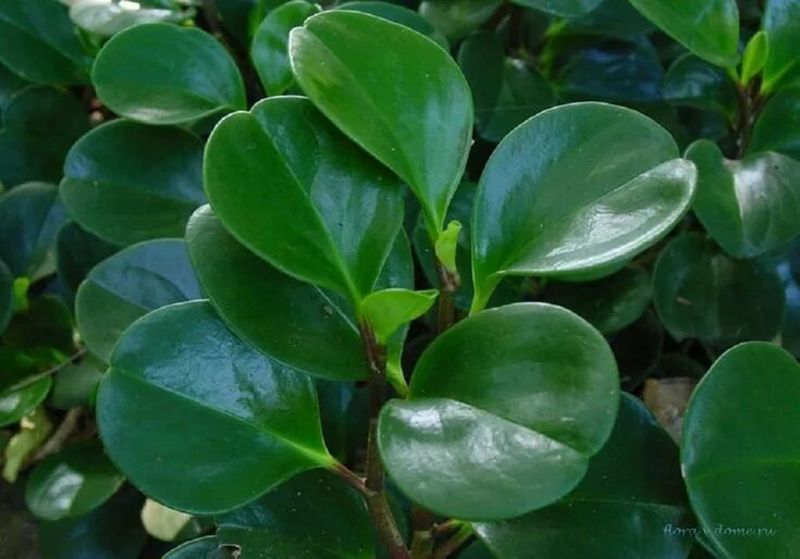 Растения с мясистыми листьями фото Пеперомия магнолиелистная (Peperomia magnoliaefolia) Peperomia plant, Plants, Tr