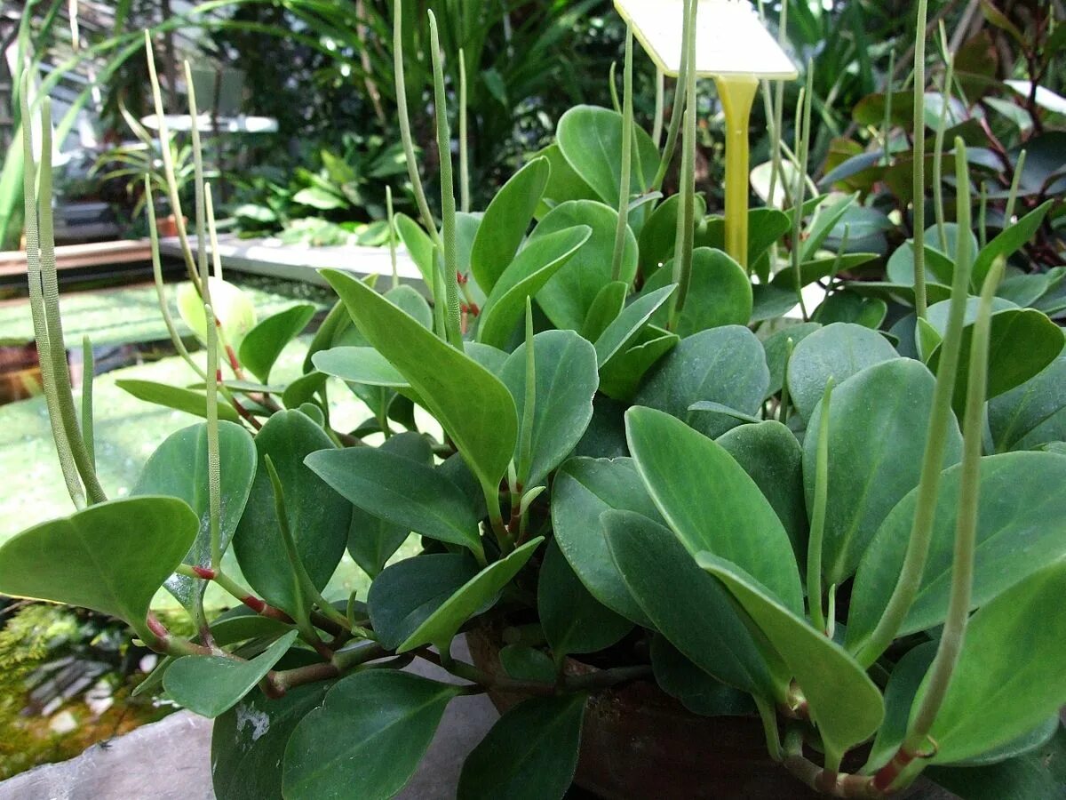 Растения с мясистыми листьями фото Peperomia magnoliolistna - Wikipedia, wolna encyklopedia