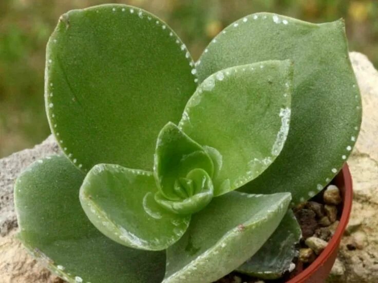 Растения с мясистыми листьями фото Crassula lactea (Taylor's Parches) - World of Succulents