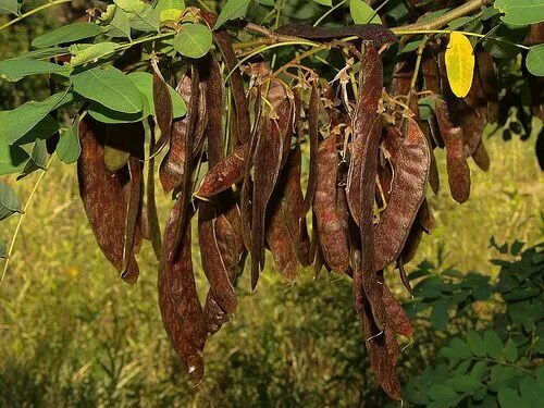 Растения с прилипающими семенами фото название 20 Invasive and Aggressive Trees