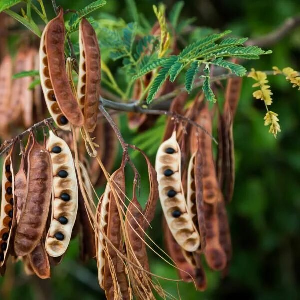 Растения с прилипающими семенами фото название Acacia Concinna (Shikakai) Mesquite powder, Acacia, Seeds