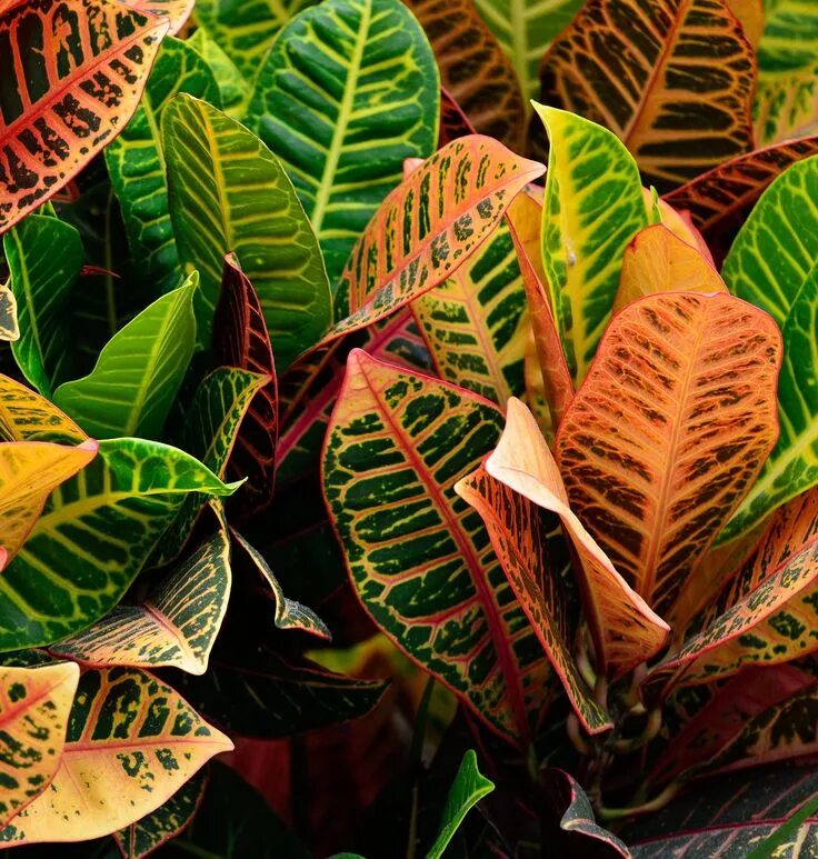 Растения с разноцветными листьями фото и названия How to Care for Croton Plants Croton plant care, Small flowering plants, Plants