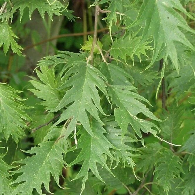 Растения с резными листьями фото Alnus incana 'Laciniata' Tree Types of soil, Ornamental trees, Plant leaves