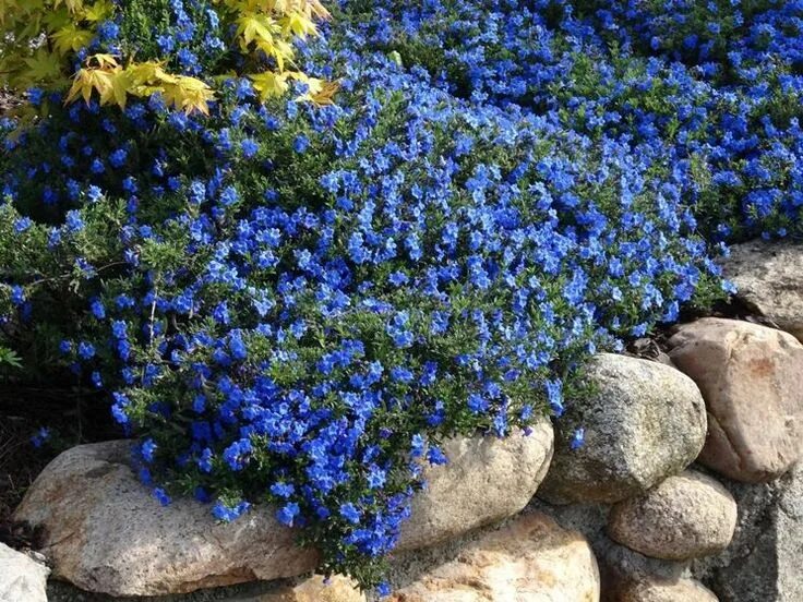 Растения с синими цветами фото Litodora - Lithodora - Lithodora - Perenni - Litodora - Lithodora - Perenni Pian