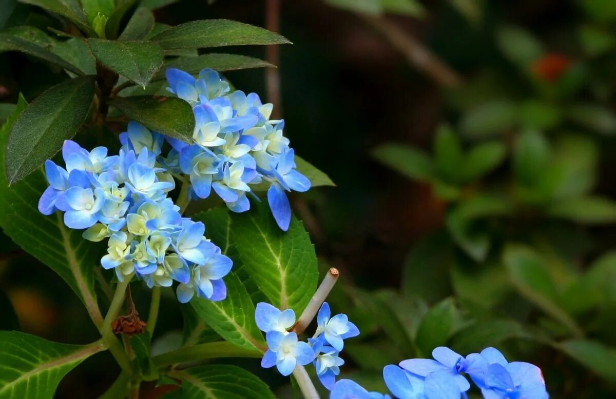 Растения с синими цветами фото Free Images : nature, blossom, flower, floral, botany, blue, flora, wildflower, 