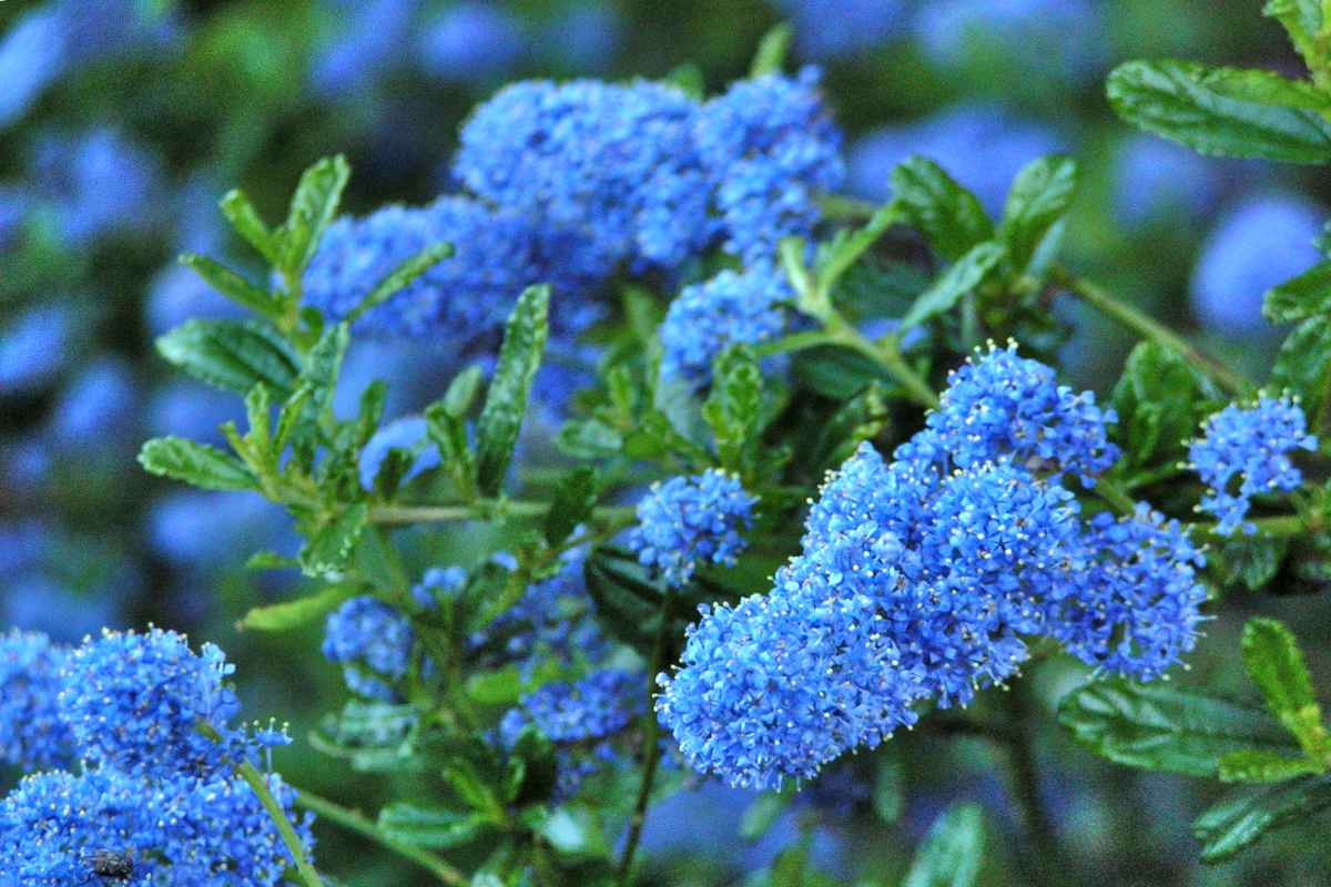 Растения с синими цветами фото Ceanothus, blue flower shrub in spring, planting and care