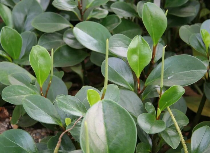 Растения с толстыми листьями фото Peperomia magnoliifolia - Spoonleaf Peperomia Peperomia, Plant leaves, Plants