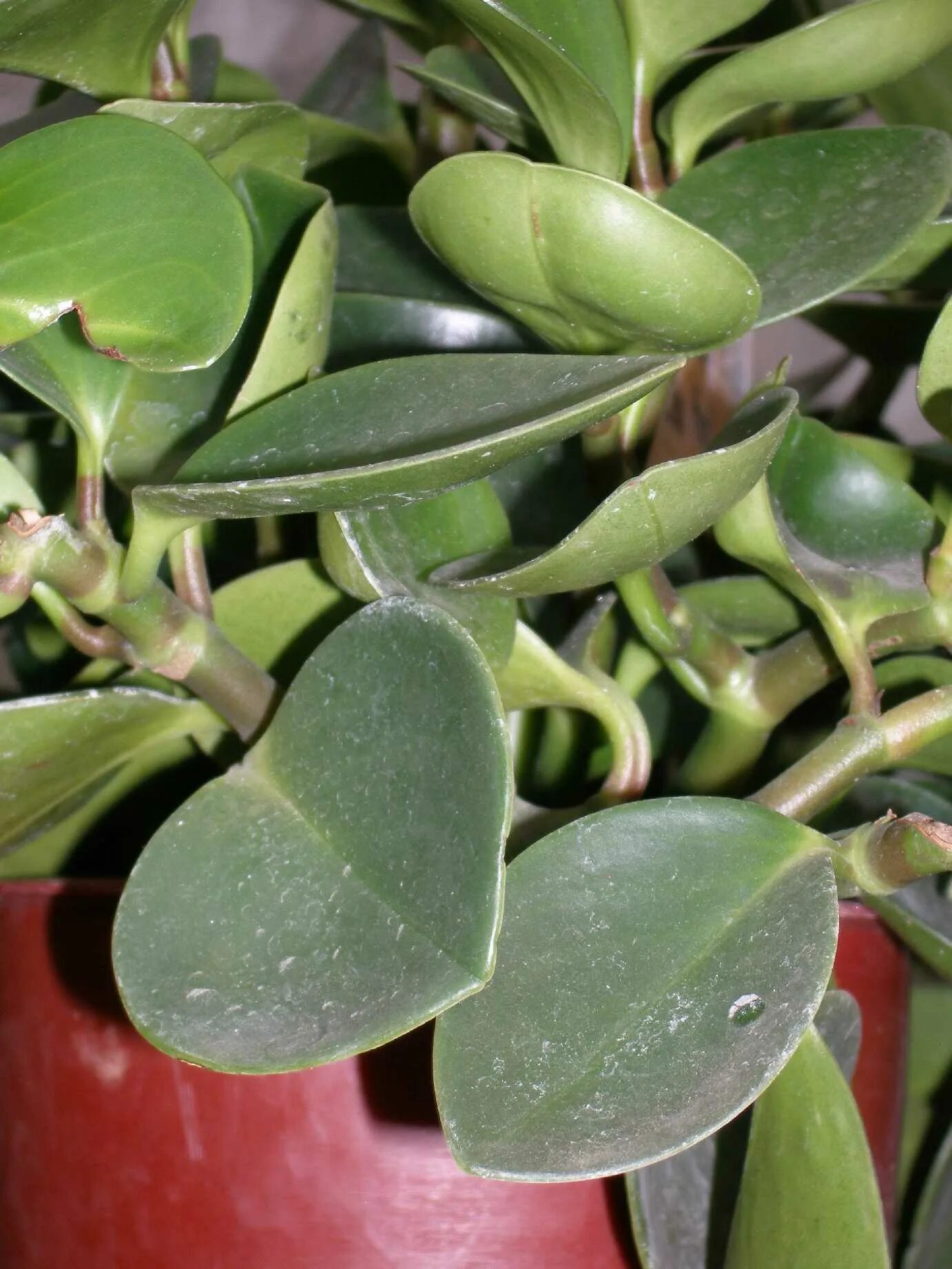 Растения с толстыми листьями фото Peperomia obtusifolia Коллекционные растения