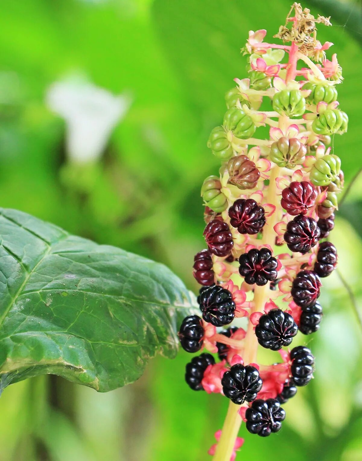 Растения с ягодами фото Free Images : nature, branch, berry, leaf, flower, food, red, produce, botany, f