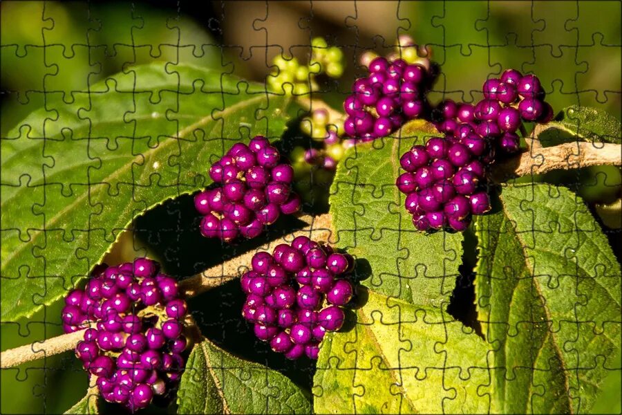 Растения с ягодами фото Магнитный пазл 27x18см."Бархатный кустарник, callicarpa pendunculata, ягоды" на 