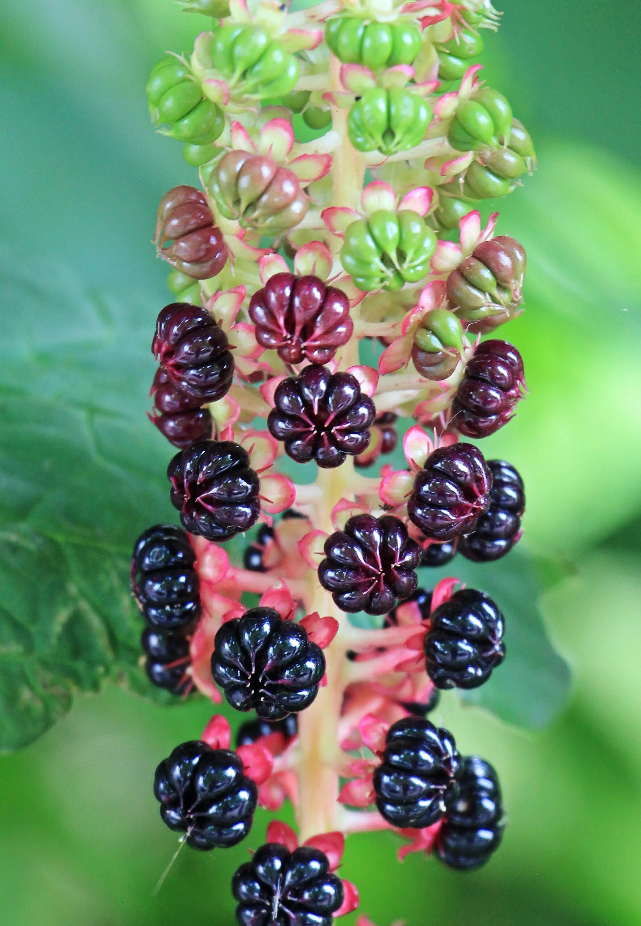 Растения с ягодами фото Free Images : nature, branch, berry, leaf, flower, food, red, produce, botany, f