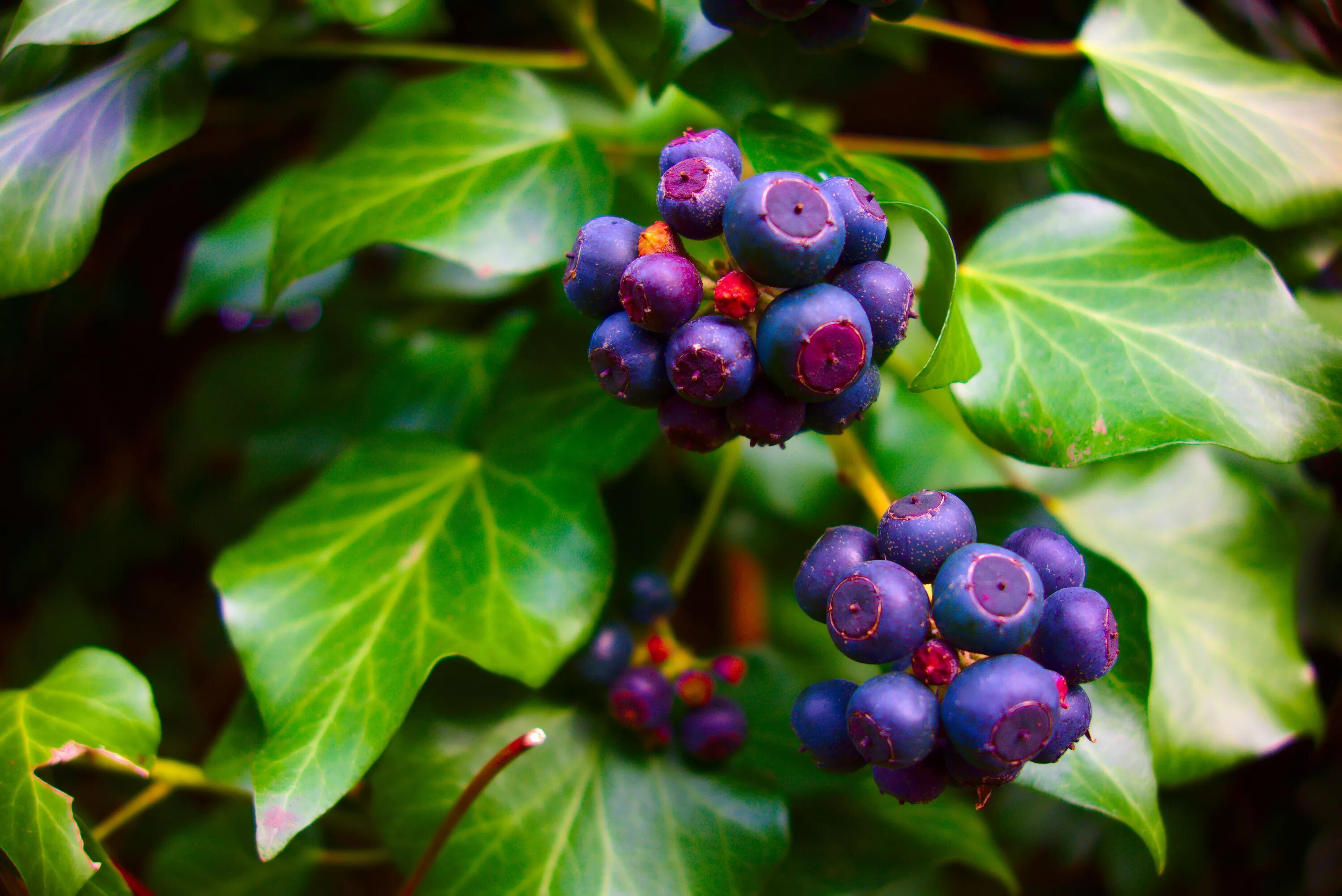 Растения с ягодами фото Free Images : tree, nature, branch, blossom, vine, bunch, farm, fruit, berry, le