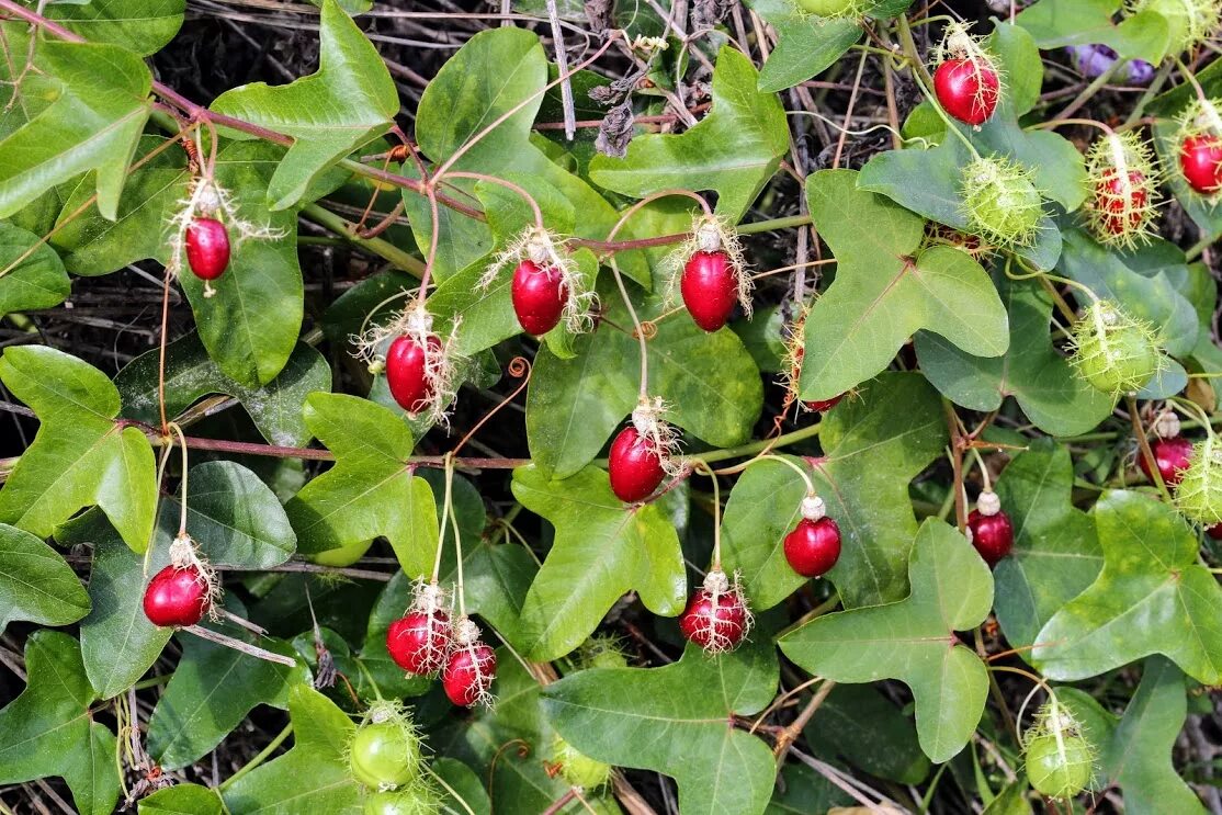 Растения с ягодами фото и названия Passiflora foetida - Image of an specimen - Plantarium