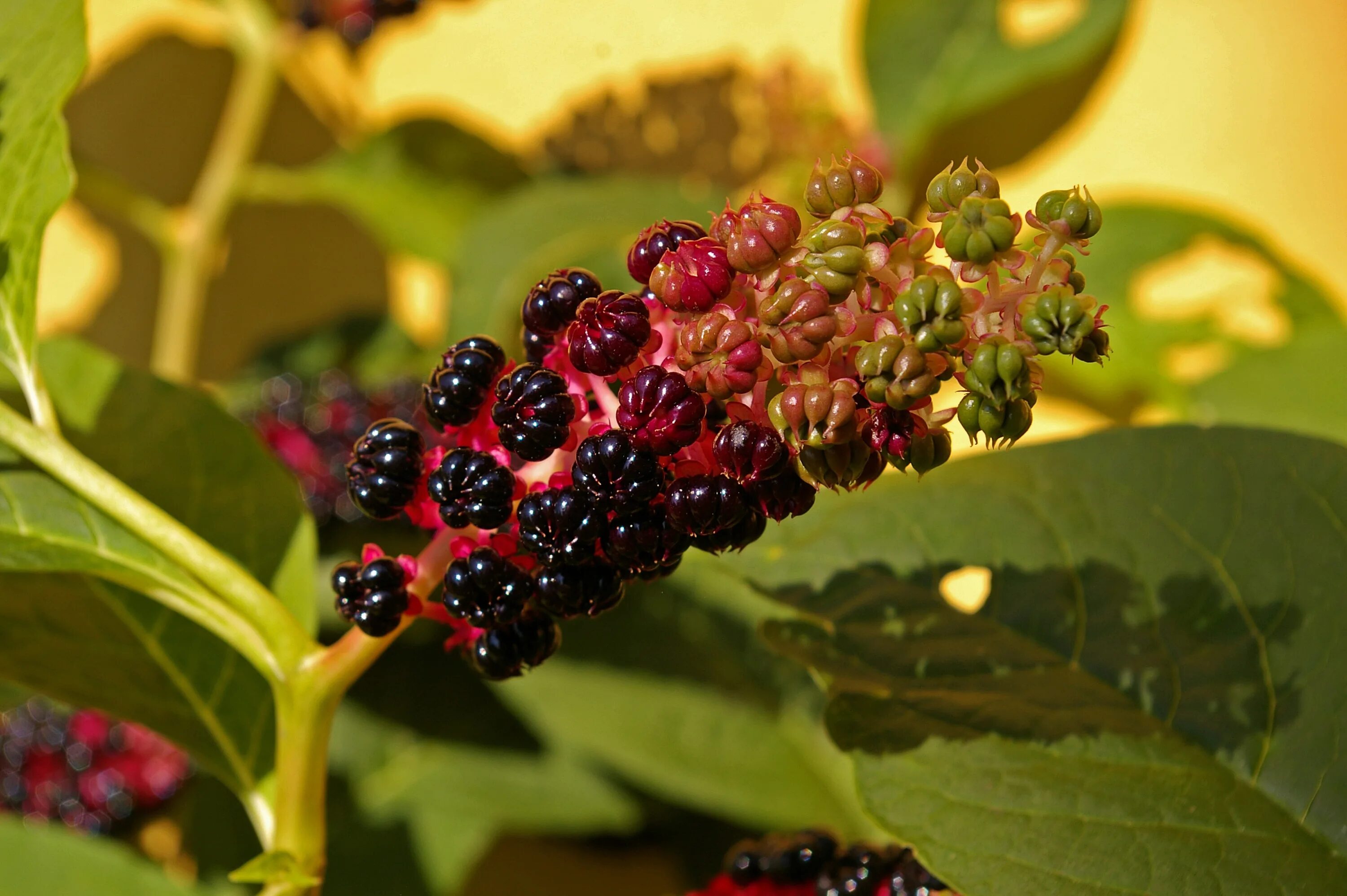 Растения с ягодами фото и названия Free Images : nature, fruit, berry, leaf, flower, bloom, summer, ripe, bush, fol