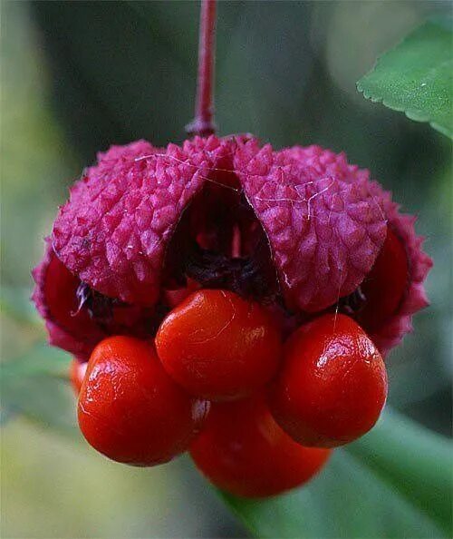 Растения с ягодами фото и названия Euonymus alatus Exotic fruit, Unusual plants, Rare flowers