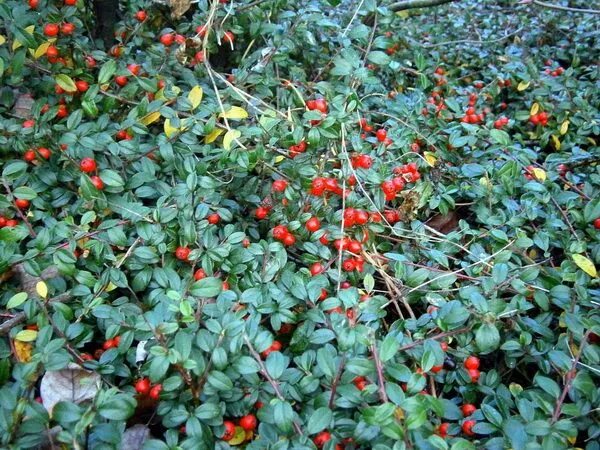 Растения с ягодами фото и названия Zimzelena gaulterija (Gaultheria procumbens) - Wintergreen ulje od zimzelena - S