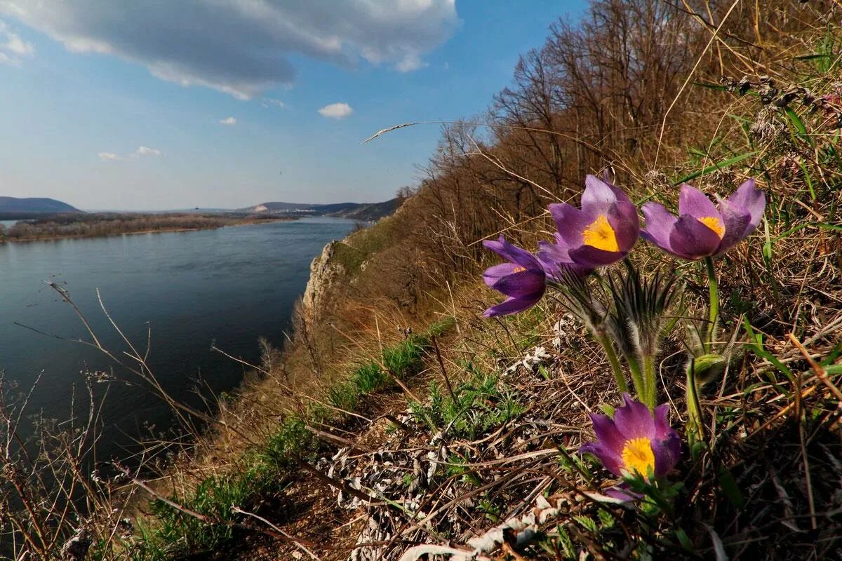 Растения самарская область фото В Апреле наступило Лето (Макс Трапицин) / Стихи.ру