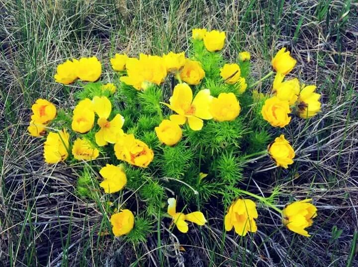 Растения самарская область фото Торсионные поля и руны... (Сергеев Сергей Сергеевич) / Стихи.ру