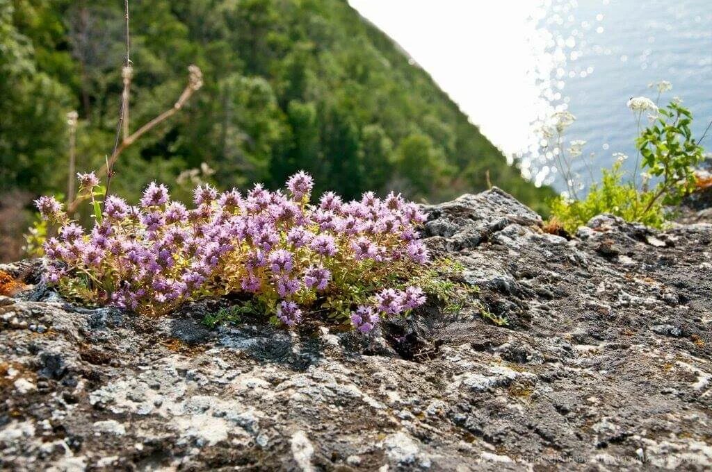 Растения самарская область фото Катин словарь - Психолог Екатерина Старун