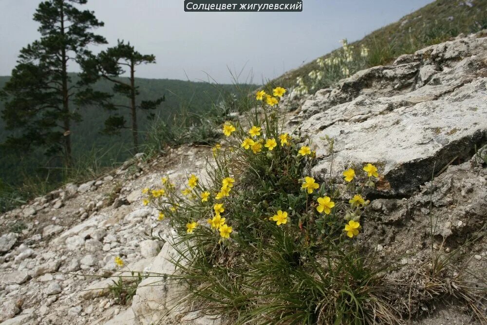 Растения самарская область фото Экскурсия в мир красок: весеннее цветение заповедных маршрутов Заповедный мир Дз