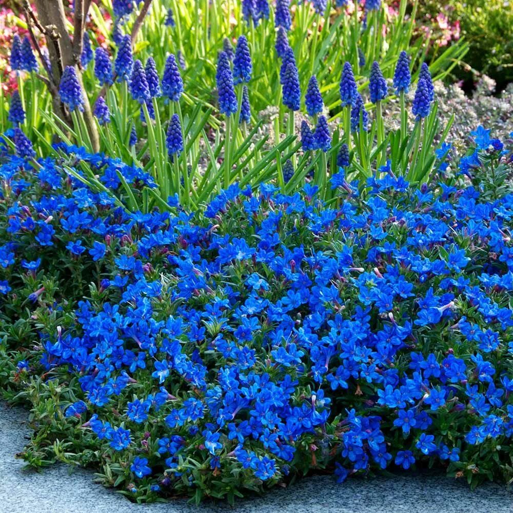 Растения синего цвета фото Lithospermum diffusa Heavenly Blue GARDEN