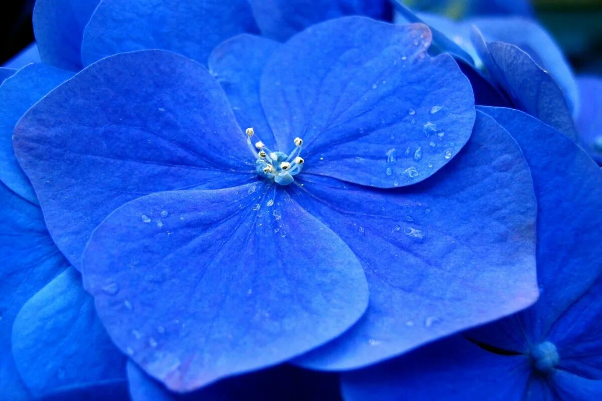 Растения синего цвета фото Blue Hydrangea Flower - Nicko Margolies