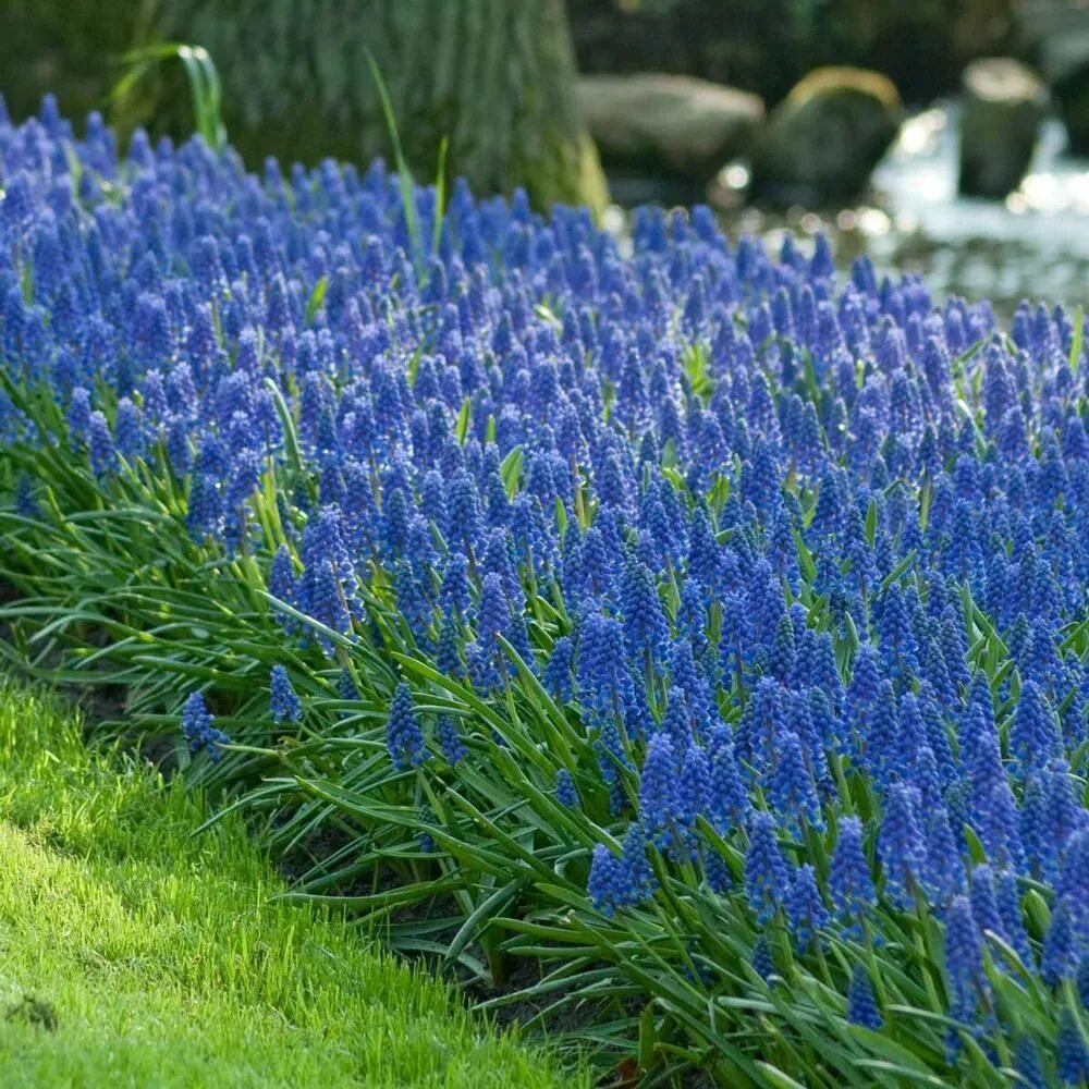 Растения синего цвета фото Muscari Armeniacum Muscari, Grape plant, Longfield gardens