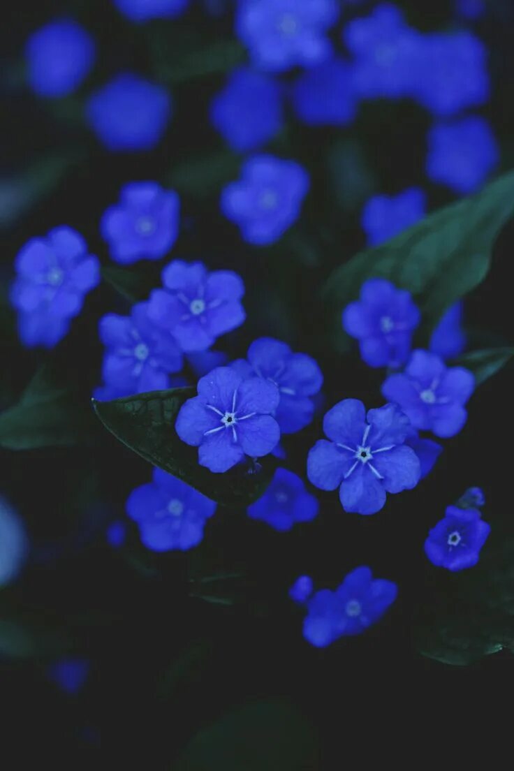 Растения синего цвета фото Pin by миранда волкова on Flowers Plants & Things Blue flowers, Cute wallpaper b