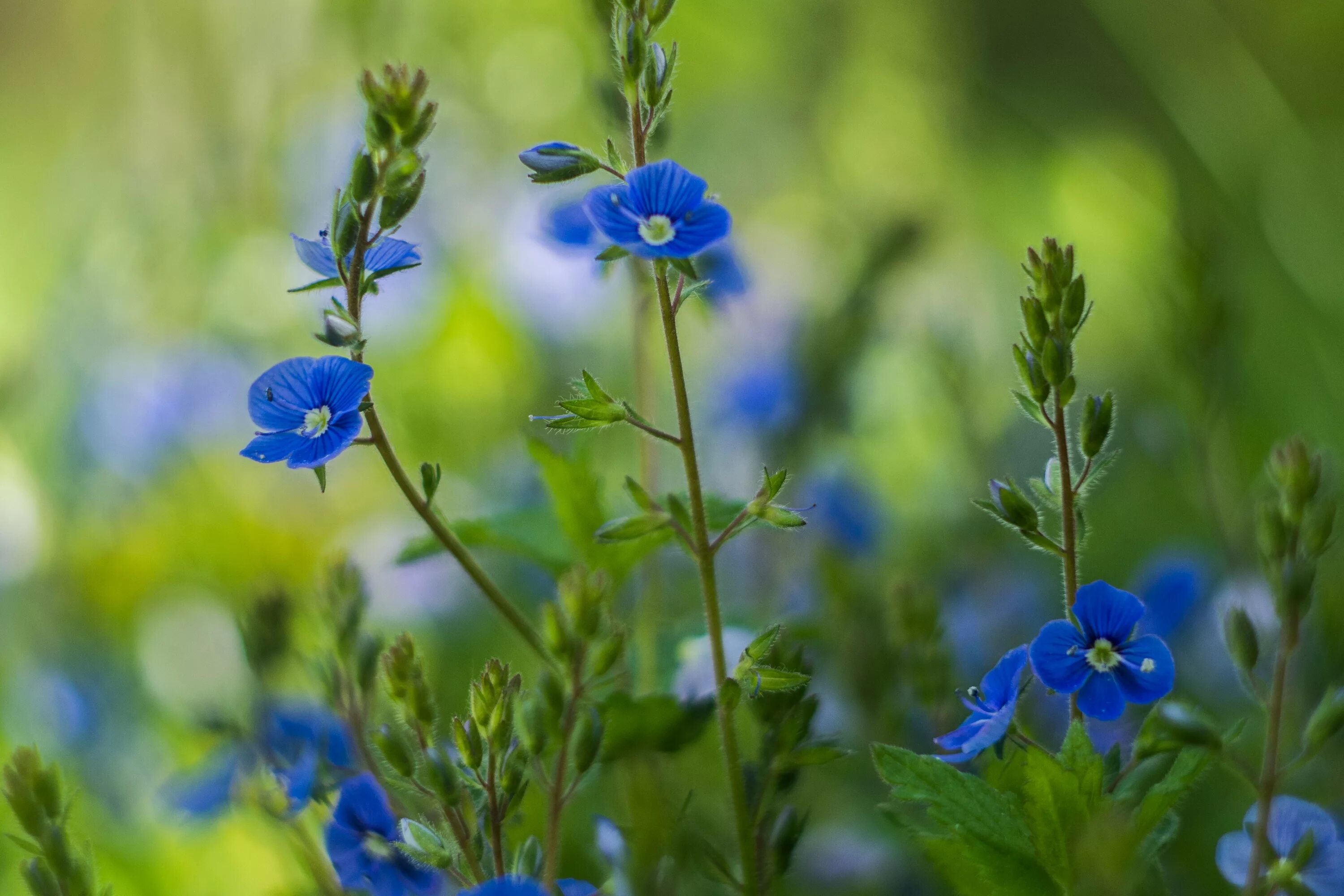 Растения синего цвета фото Free photo: Little Blue Flowers - Bloom, Blue, Flowers - Free Download - Jooinn