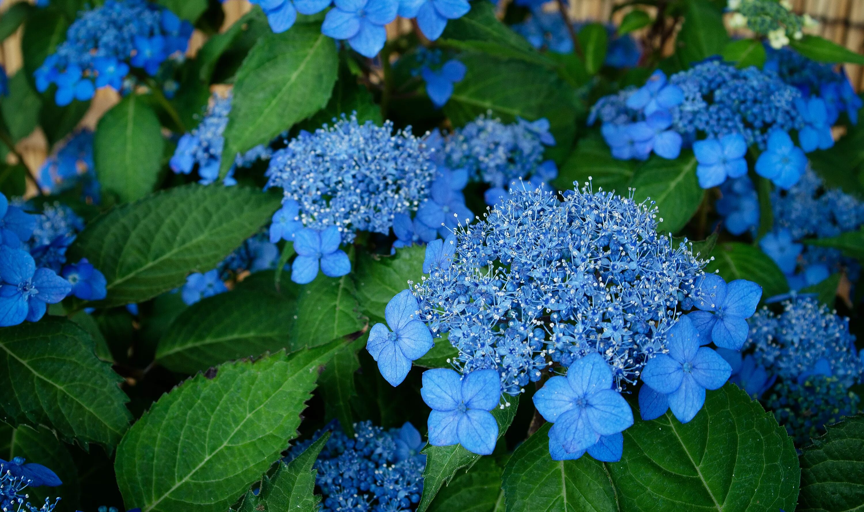 Растения синего цвета фото Free Images : flower, flowering plant, blue, hydrangeaceae, hydrangea serrata, c