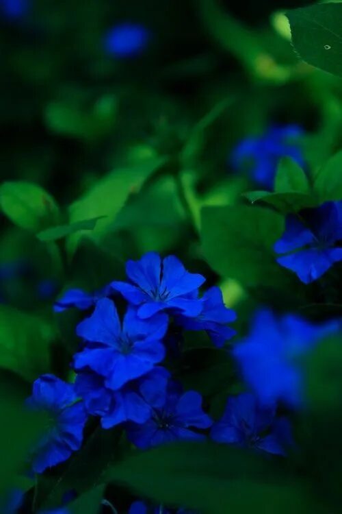 Растения синего цвета фото flowers Tumblr Blue garden, Blue flowers, Blue green