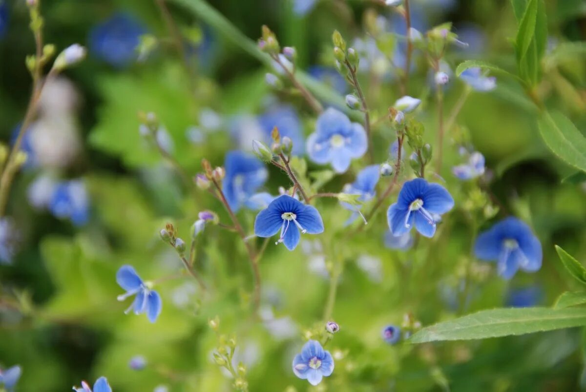 Растения синего цвета фото Free Images : nature, meadow, flower, herb, produce, crop, botany, flora, wildfl