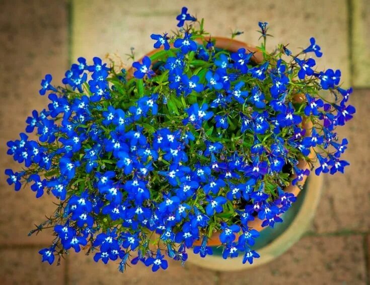 Растения синего цвета фото с названиями Container Grown Lobelia - Can You Grow Lobelia In Planters Plants, Flowers peren