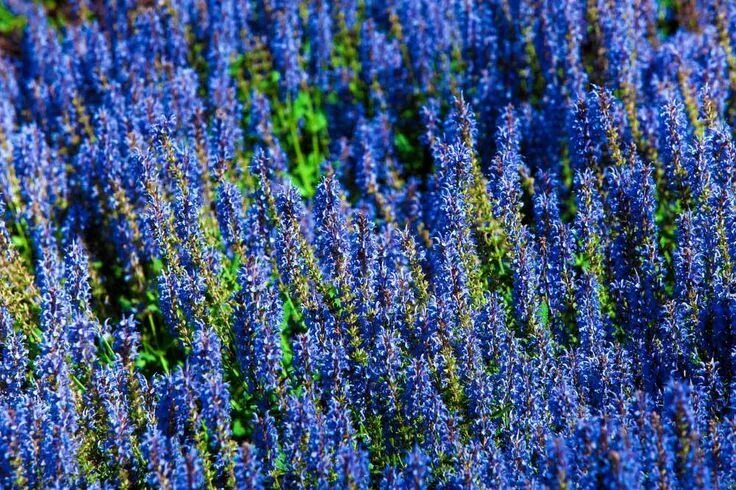 Растения синего цвета фото с названиями Salvia azurea Drought tolerant plants, Drought tolerant perennials, Drought resi