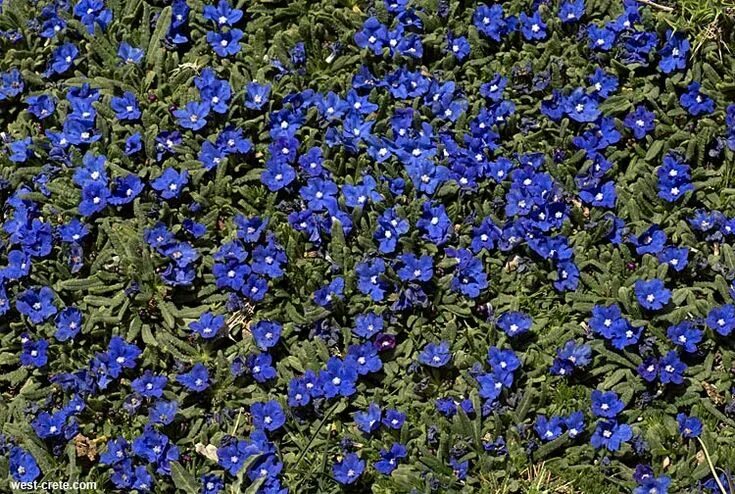 Растения синего цвета фото с названиями Anchusa cespitosa Plants, Plant stand, Container plants