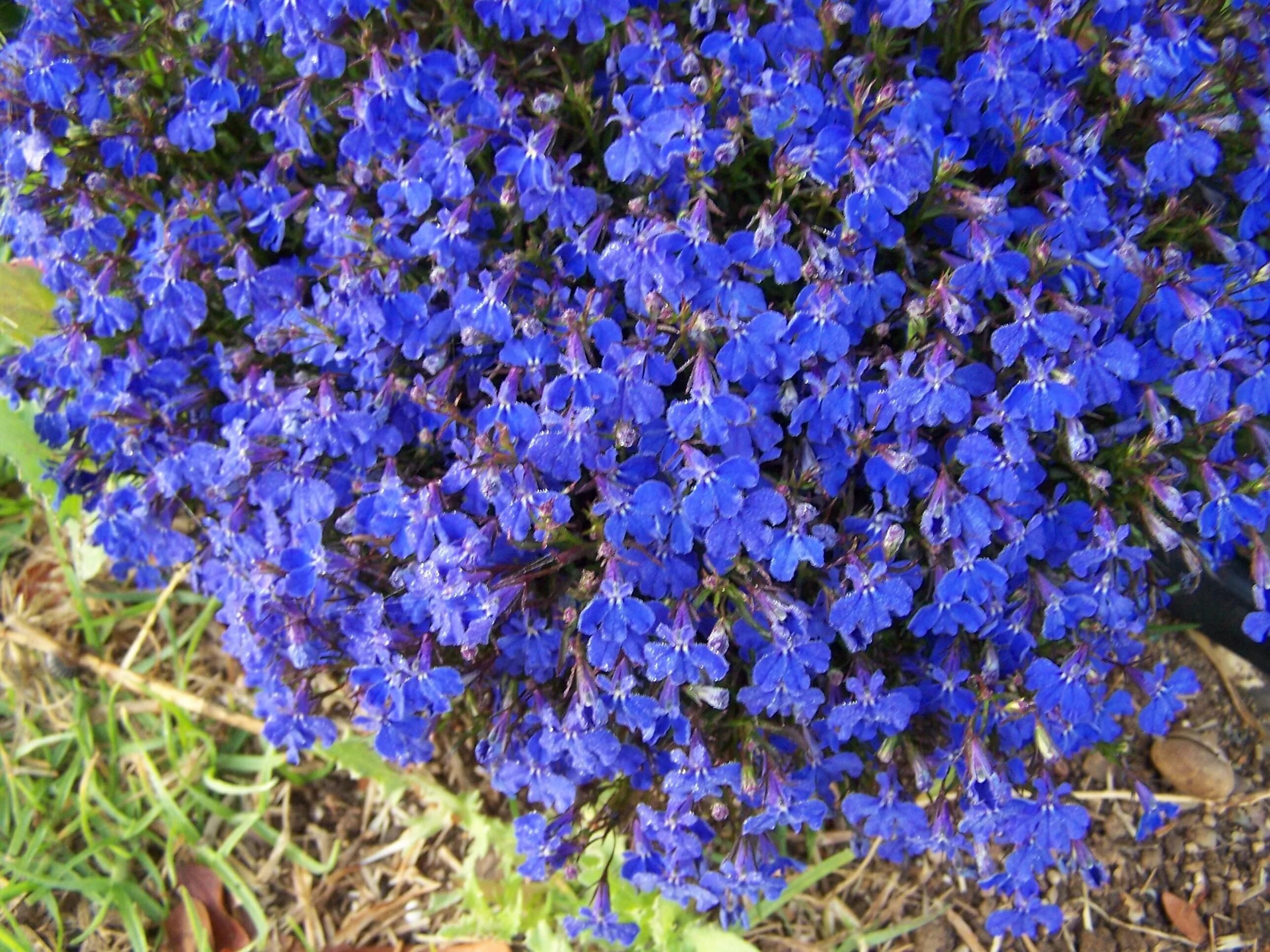 Растения синего цвета фото с названиями File:Clump of blue flowers.jpg - Wikimedia Commons