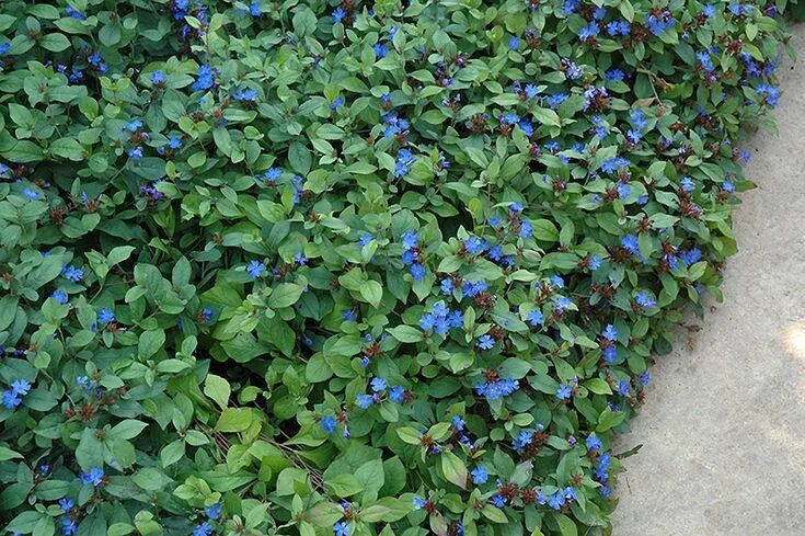 Растения синего цвета фото с названиями Plumbago (Ceratostigma plumbaginoides) at Oakland Nurseries Inc Ground cover, Pe